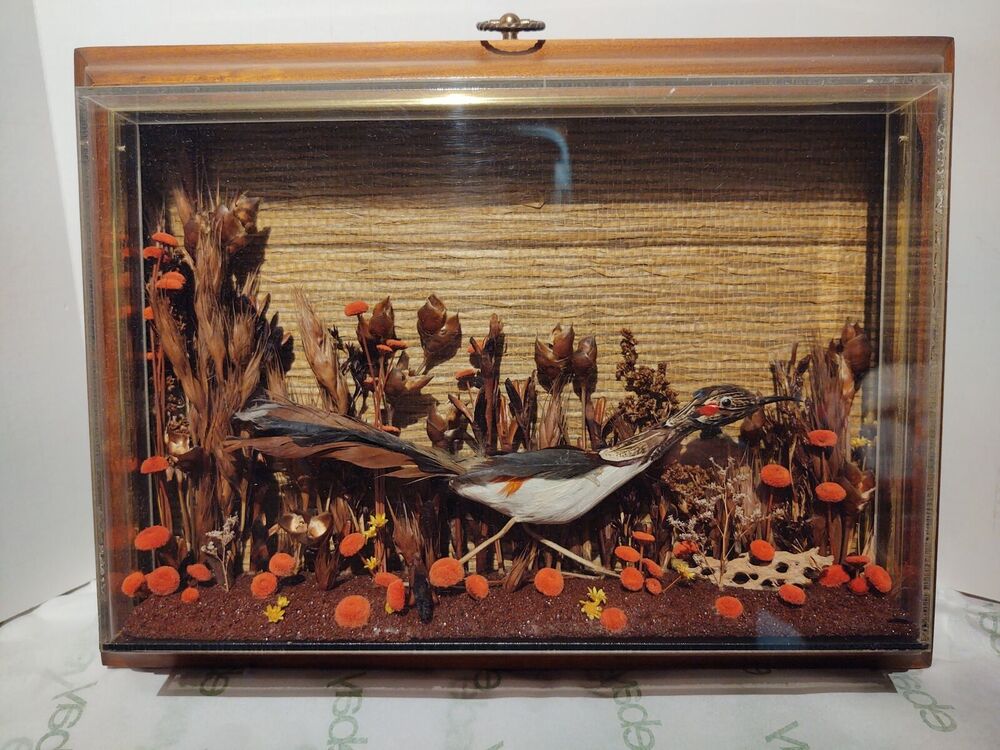 Road Runner Bird Diorama Frame
